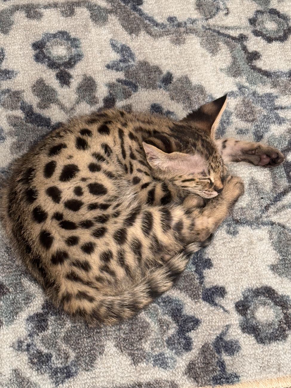 Desert dreams, curled up at home