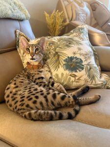 Sahara Savannahs F2 Queen