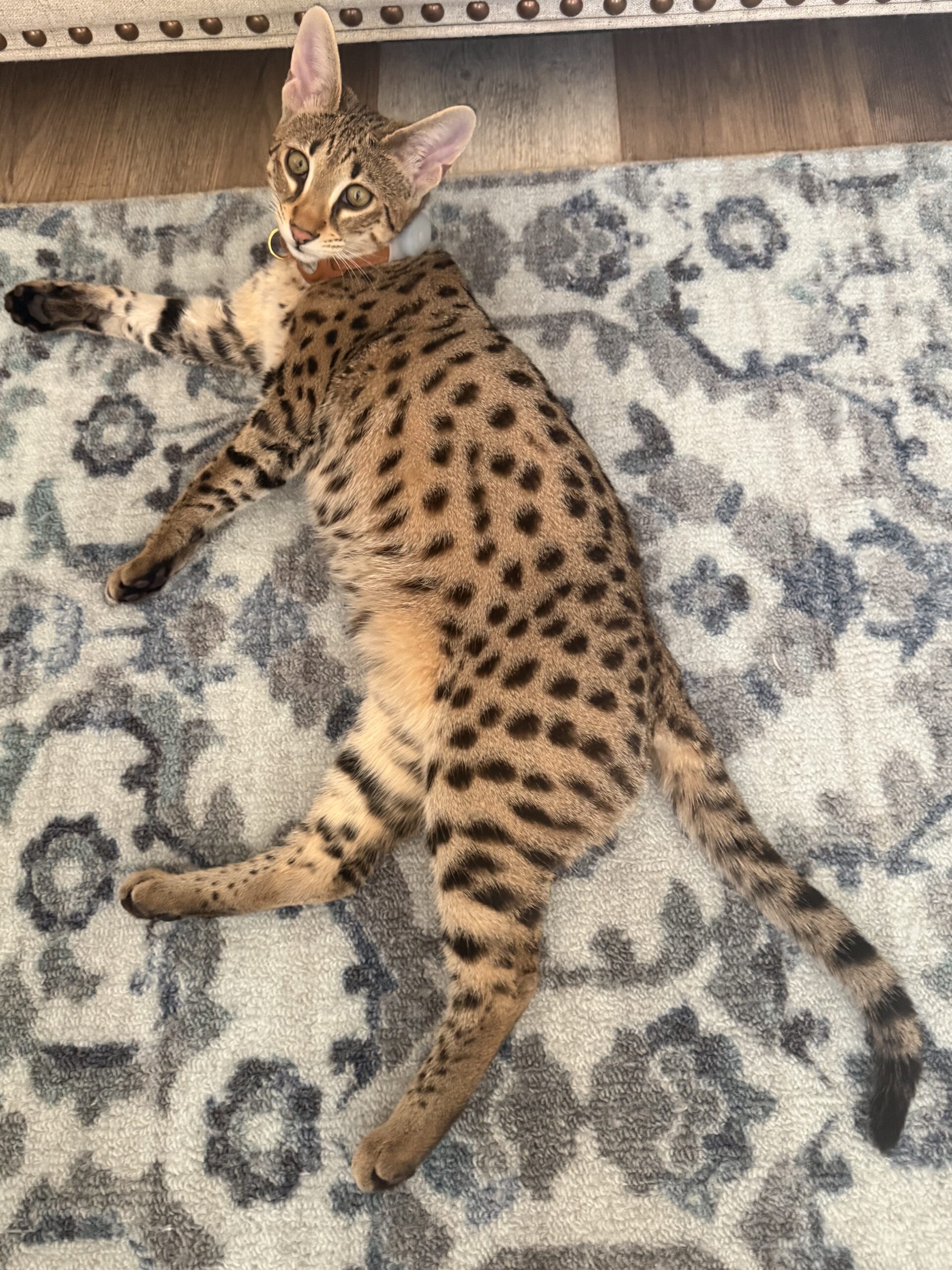 Zahra F2 Queen of Sahara Savannahs