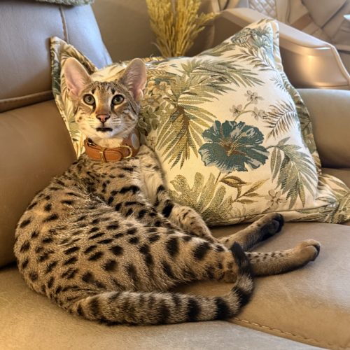 Sahara Savannahs F2 Queen